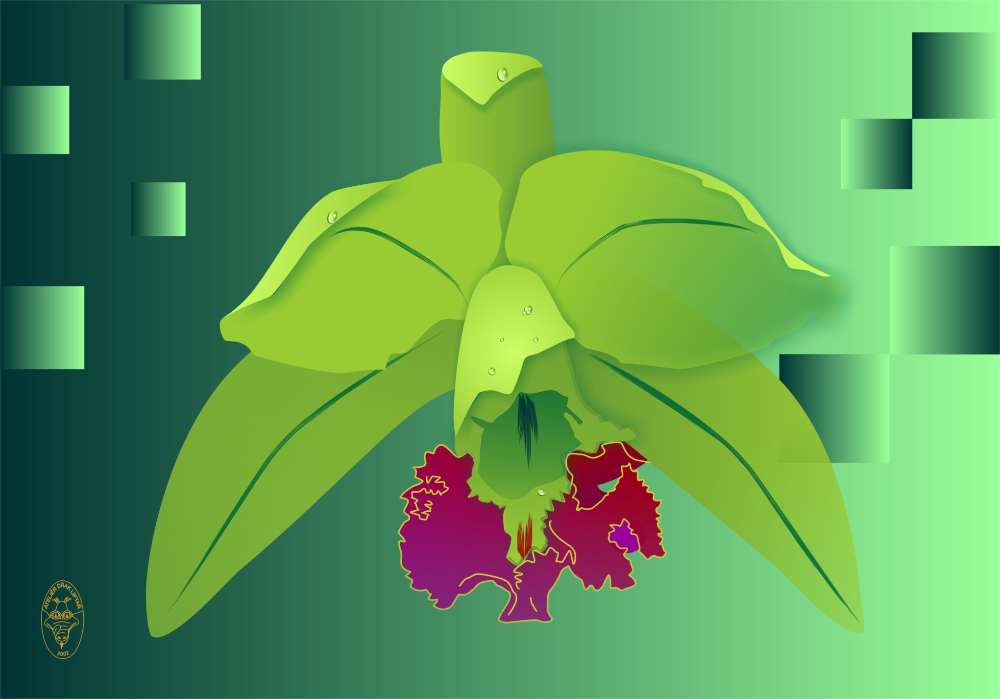 Orchidea II